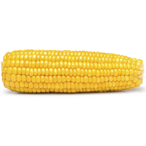 Corn, Yellow Sweet